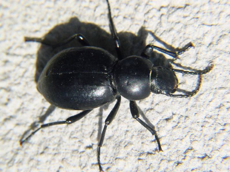 Tentyria grossa